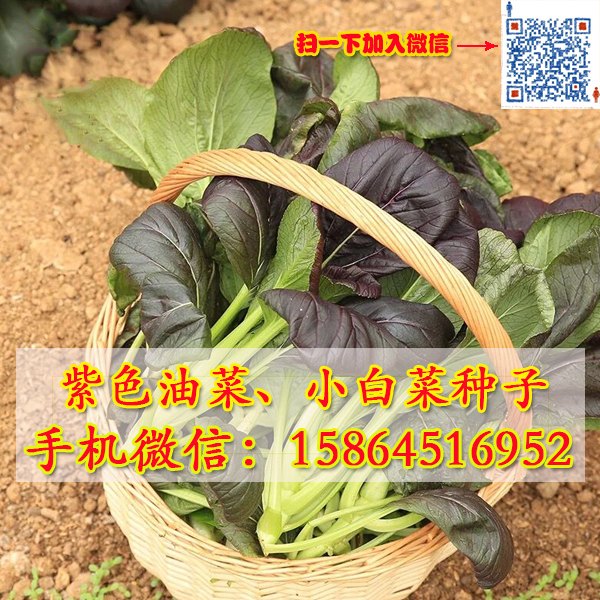 供应紫油菜种子 小白菜