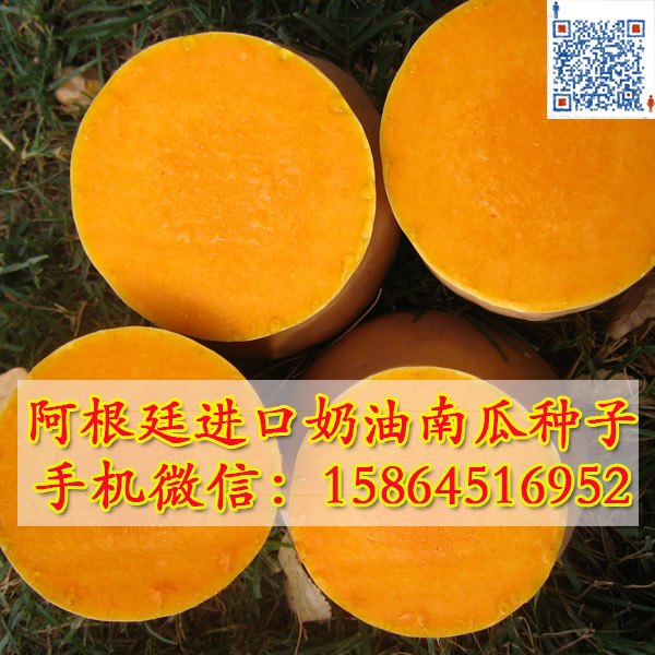 奶油南瓜种子 阿根廷进口