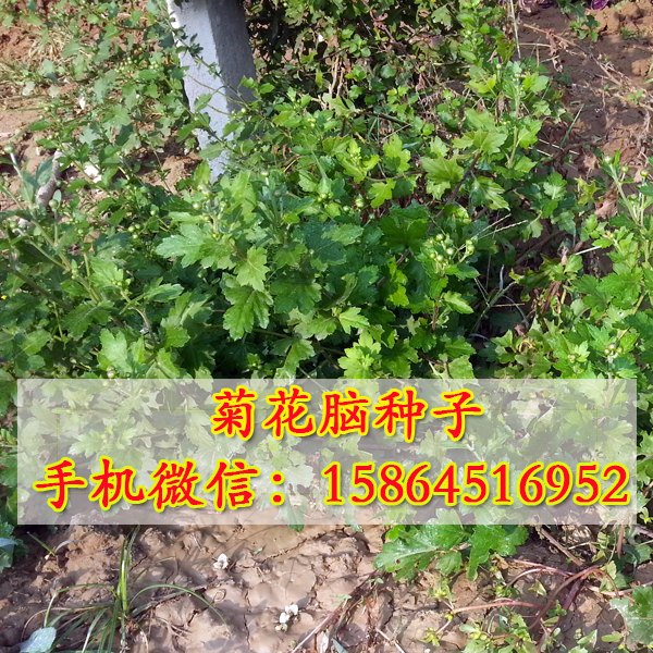 菊花脑种子 多年生蔬菜