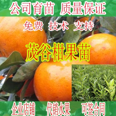 贵州哪里有茂谷柑苗供应