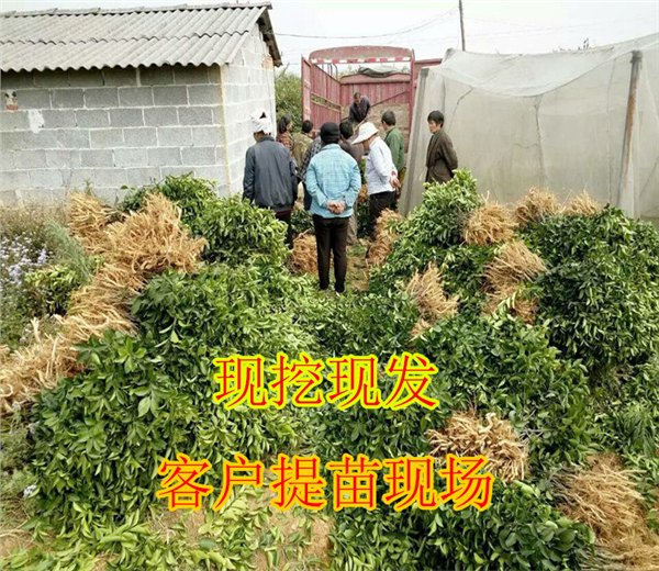 黔南哪里有广桔果苗出售