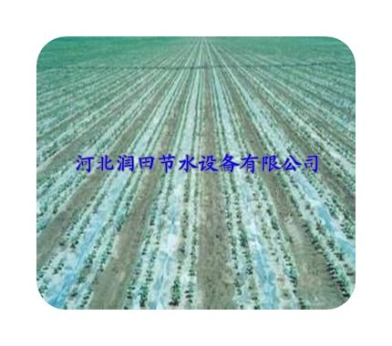 阜阳市颍上县大田马铃薯水肥一体化灌溉用滴灌带