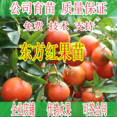 铜仁哪里有东方红苗销售