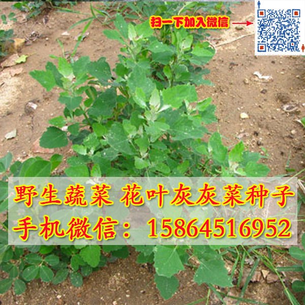 灰灰菜种子 花叶灰灰 野菜种子