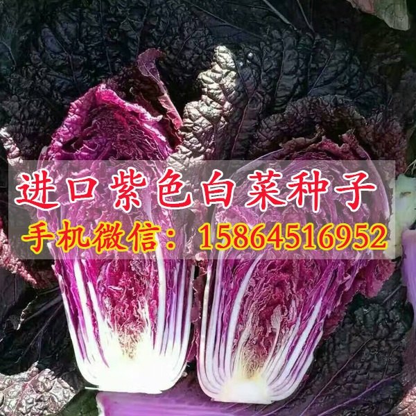 紫白菜种子 大白菜四季种植