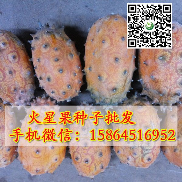 火星果种子批发 刺角瓜 