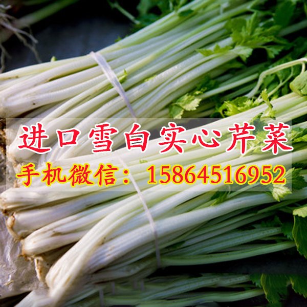 雪白芹菜种子 雪白实心种子