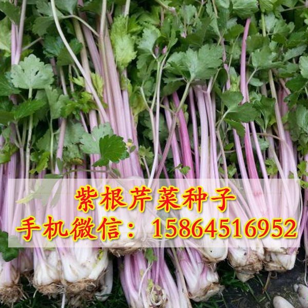 红芹菜种子 紫根芹菜 大棚种植