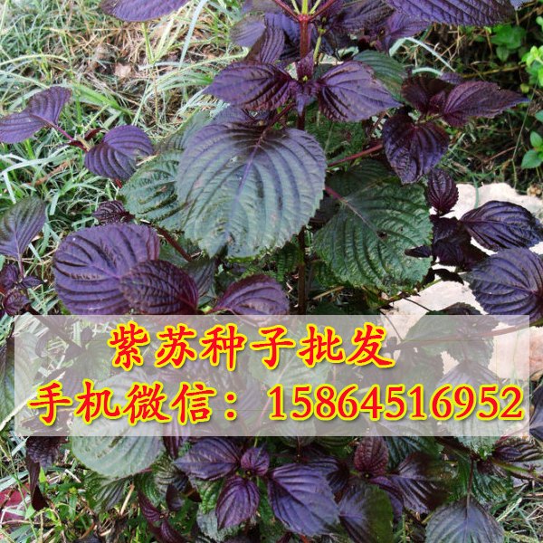 紫叶苏种子 绿紫苏 双面紫苏种植