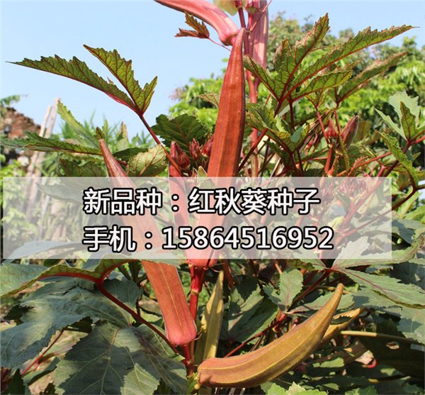 红秋葵种子批发 品质优越