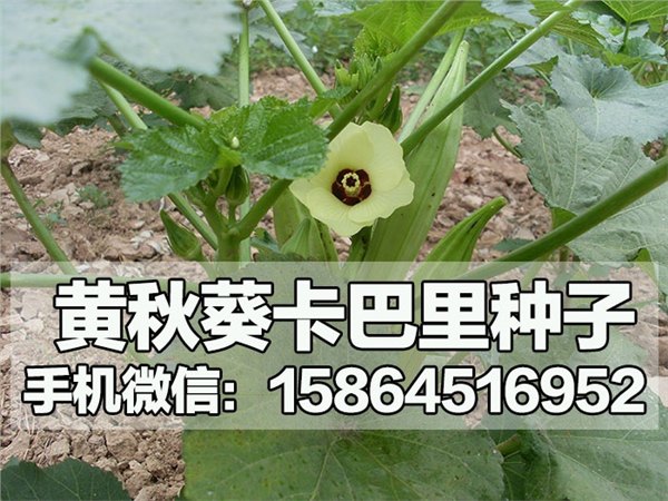 黄秋葵种子 补肾菜种子 台湾五福 基地种植