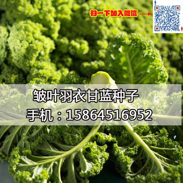 羽衣甘蓝种子 特菜种子 绿叶甘蓝