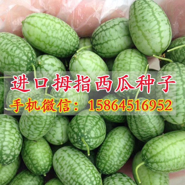 拇指黄瓜种子 拇指西瓜