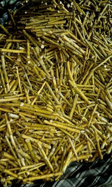 金叶国槐接穗.金枝国槐接穗.金叶白蜡接穗.金叶榆接穗.金叶复叶槭接穗.