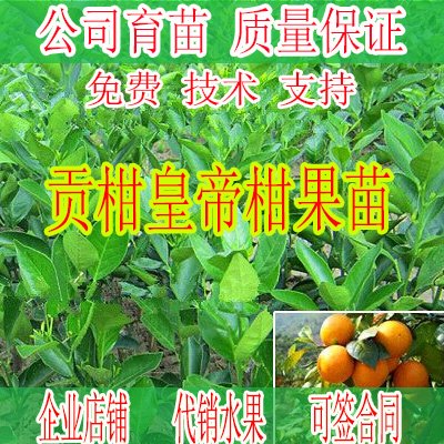 福建哪里有贡柑果苗卖