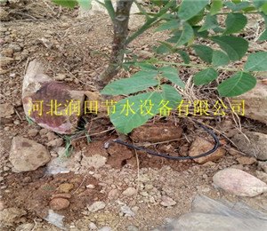 滁州来安县果树滴灌毛管滴灌|施肥罐
