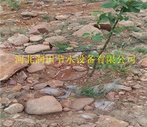 滁州来安县杏果树滴灌毛管设备这家好