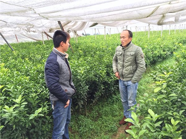 铜仁柑橘树苗价格多少钱