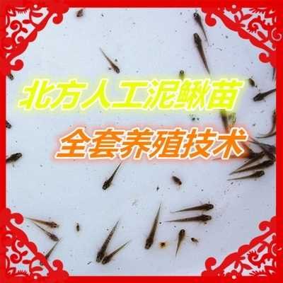 台湾泥鳅苗价格/各种泥鳅苗提供