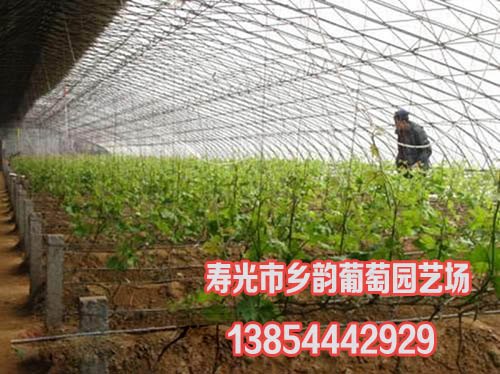 寿光延迟春节上市葡萄苗