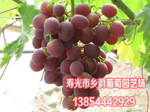 活株保鲜种葡萄