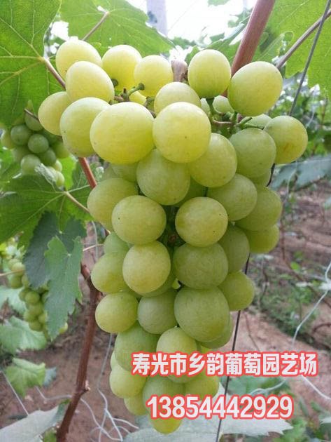 特早黄蜜葡萄 葡萄苗种植