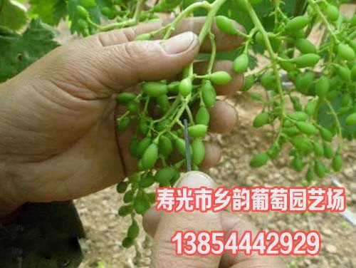 大棚葡萄延迟春节上市技术