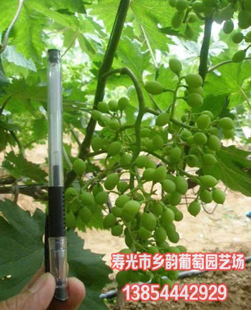 日光温室葡萄定植