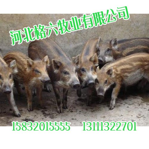 供应野猪养殖,野猪养殖基地【河北格六】量多更优惠