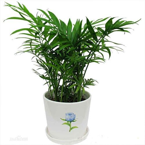 新乡绿植租摆养护 新乡绿植租摆公司