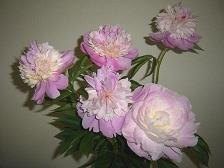 厂家供应芍药苷Paeoniflorin