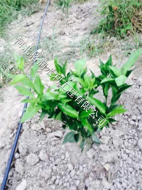 金牛区五块石果树滴灌小管出流首部过滤器
