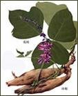 厂家供应葛根素Puerarin