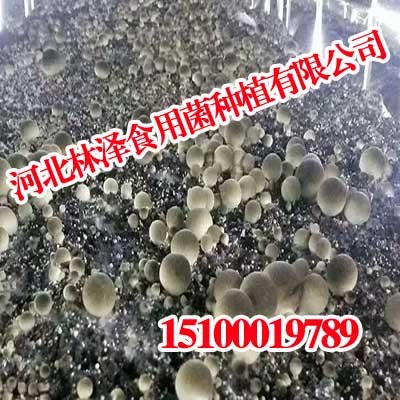 山西草菇,山西草菇就买林泽,林泽食用菌