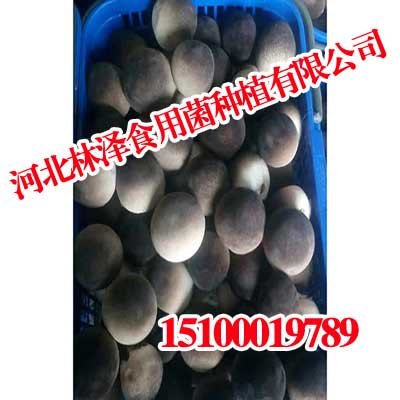 山西草菇,山西草菇就是好吃,林泽食用菌