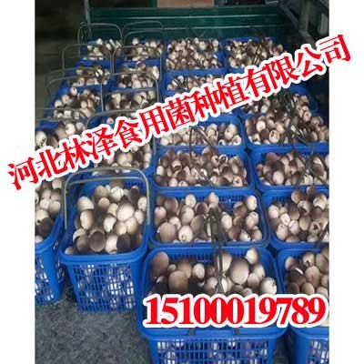 山西草菇,山西草菇怎么做才好吃,林泽食用菌