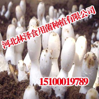 山西草菇,山西草菇厂家批发,林泽食用菌
