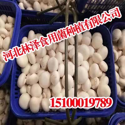 河北双孢菇,河北双孢菇大家都爱吃,林泽食用菌