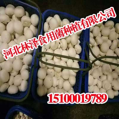 河北双孢菇,河北双孢菇Duang,林泽食用菌