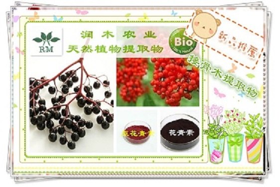 接骨木提取物 25花青素 抗氧化