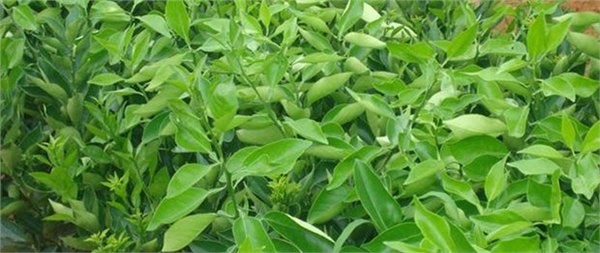 重庆脐橙苗木价格多少钱