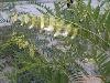 厂家供应氧化苦参碱Oxymatrine 