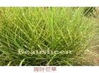 厂家供应莽草酸shikimic acid