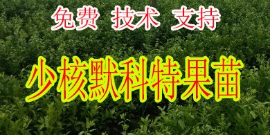 重庆哪里有默科特苗买
