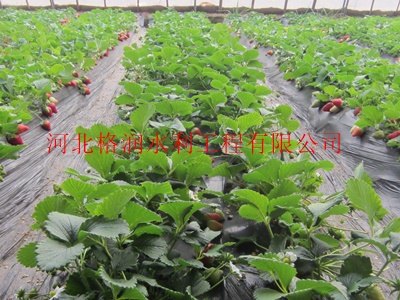 蓬安县龙蚕大棚蔬菜灌溉农田滴水管