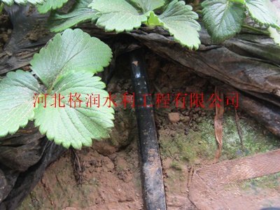 蓬安县龙蚕大棚滴灌|优质滴管
