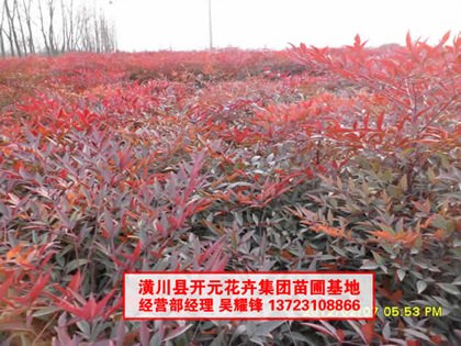 兰天竹高40-50,南天竹二年生