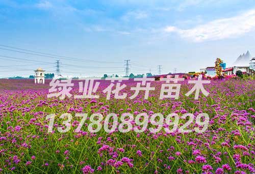 山东柳叶马鞭草价格
