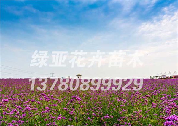 山东柳叶马鞭草哪家好