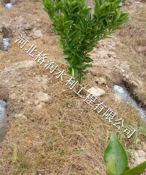 小管出流技术安装|西充县青狮滴灌好帮手